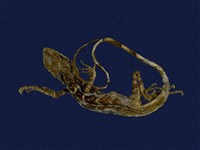 藏品(斯文豪氏攀蜥)的圖片